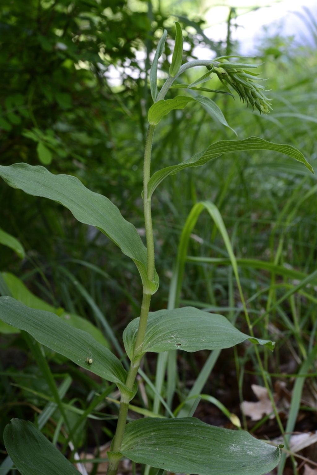 Orchidea da ID